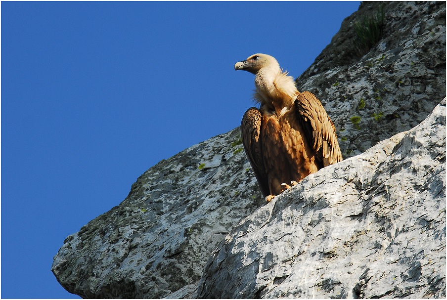 Mein Tier des Monats April 2006 ist der Gänsegeier