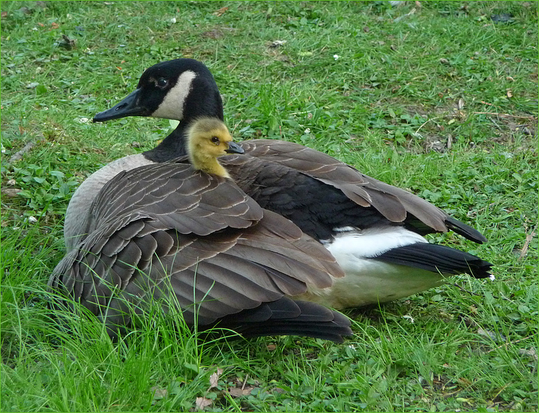 Mein "tierischer" Beitrag zum Muttertag...