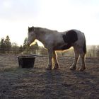 Mein Tinker Hengst mit 1 Jahr