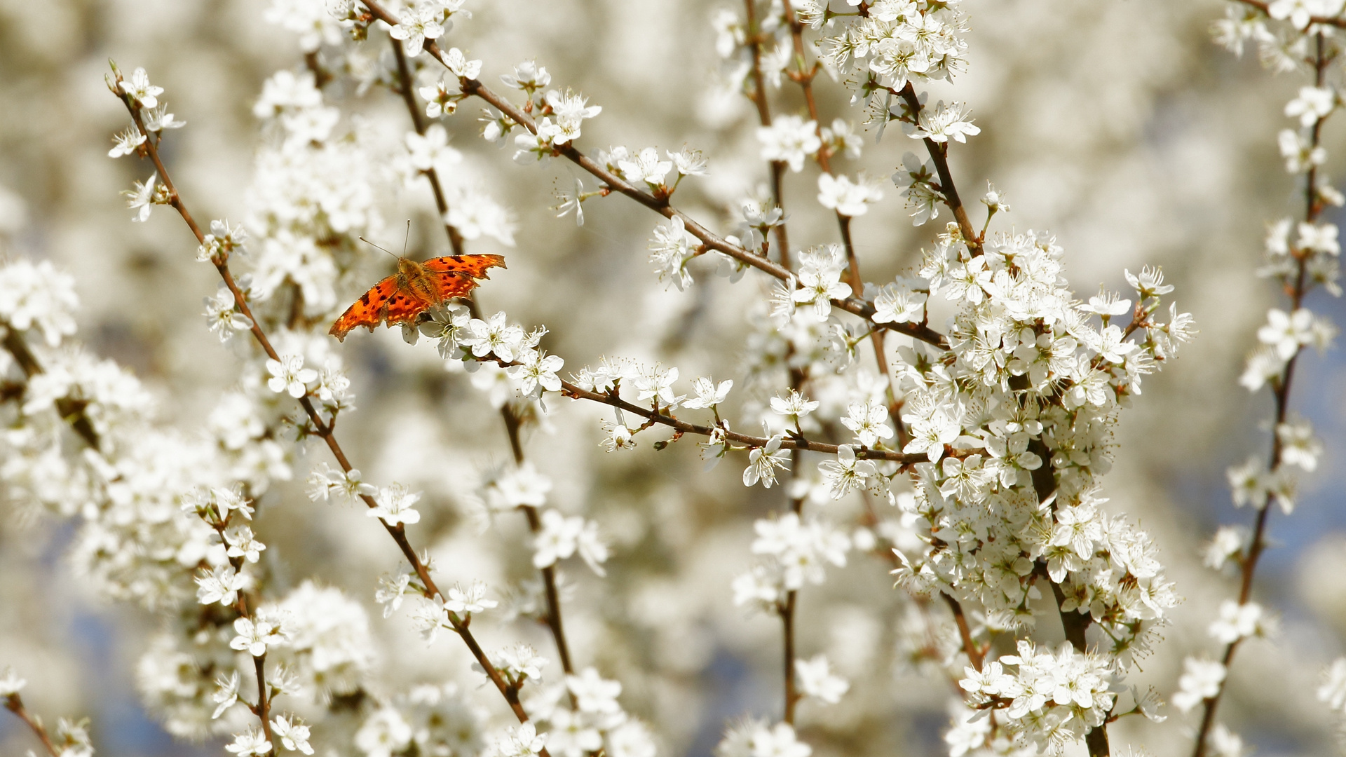 Mein Traum vom Frühling