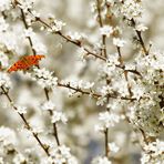 Mein Traum vom Frühling