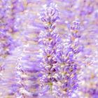 Mein Traum vom Lavendel