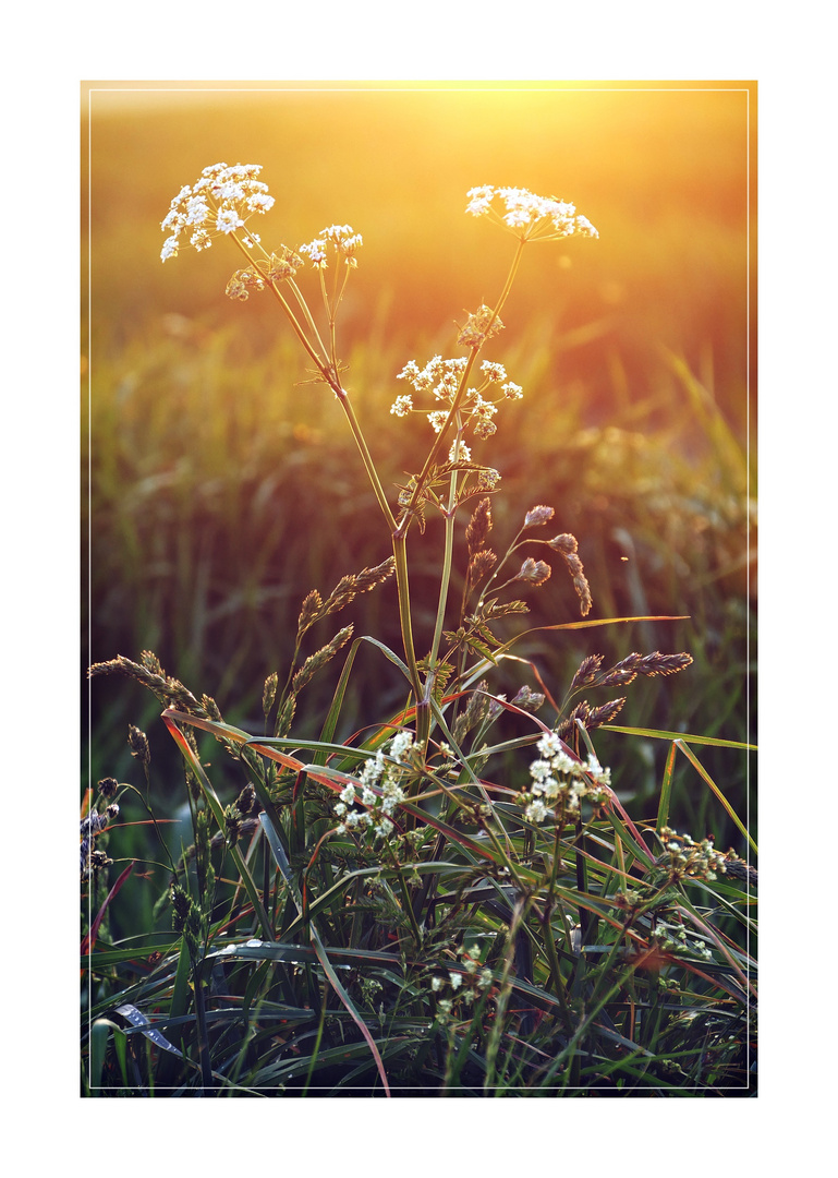 Mein Traum vom Sommer