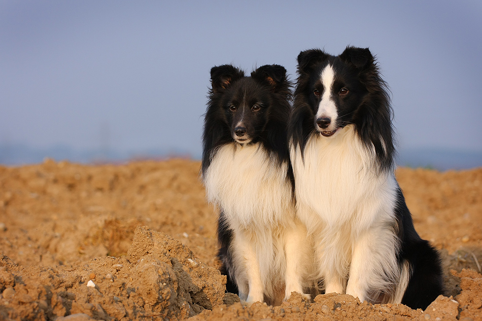 *** Mein Traumduo im schwarz-weissen Frack ***