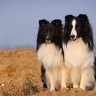 *** Mein Traumduo im schwarz-weissen Frack ***