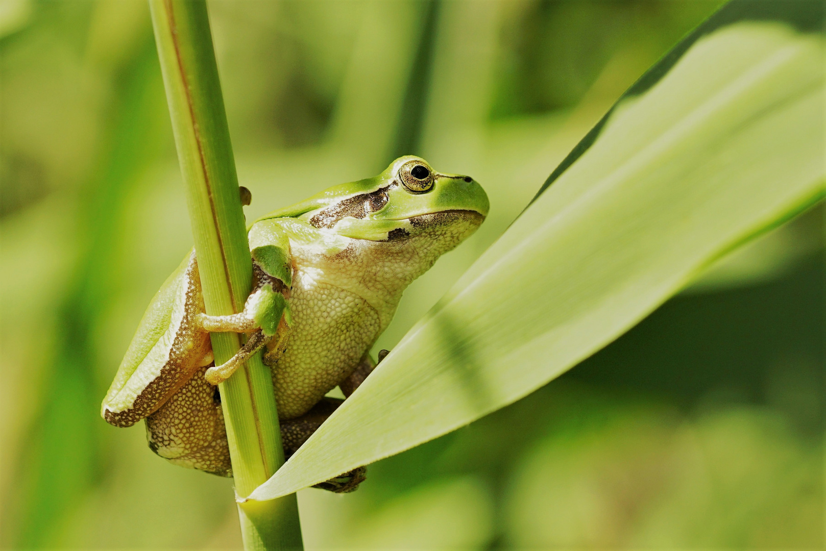 ....Mein Traumfrosch ....