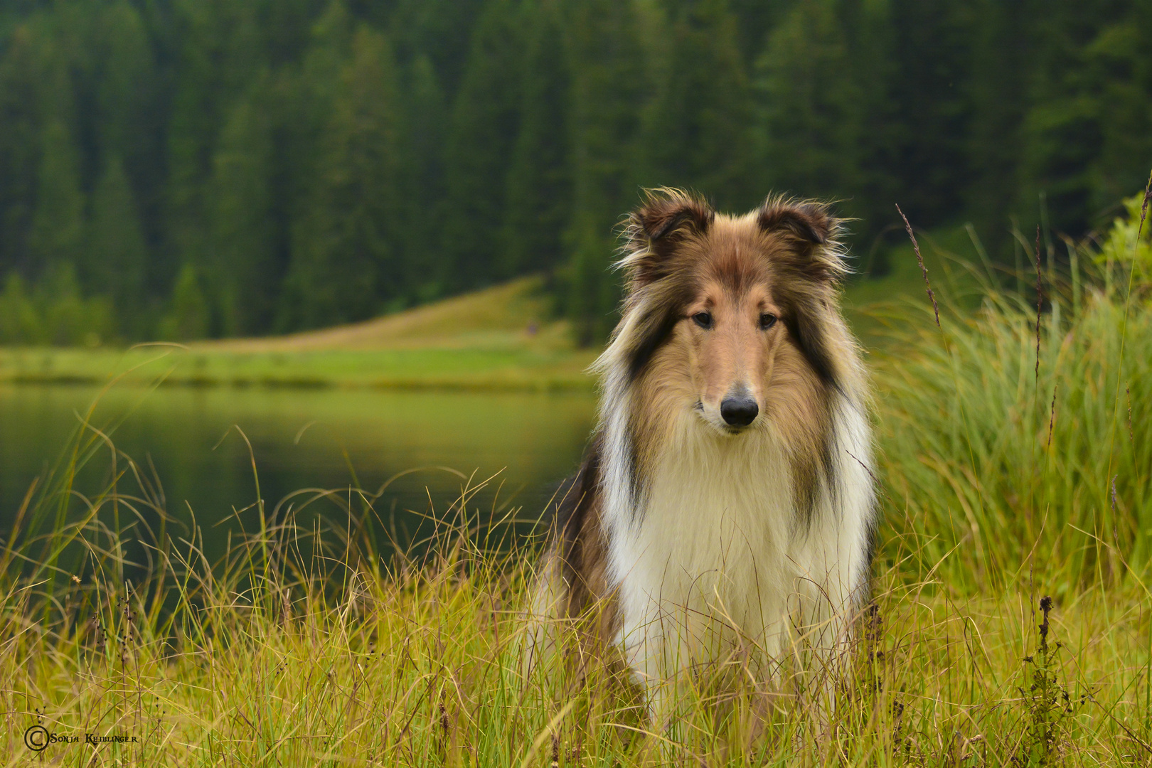 Mein Traumhund