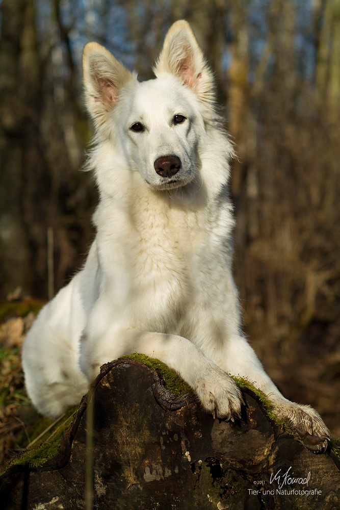 Mein Traumhund