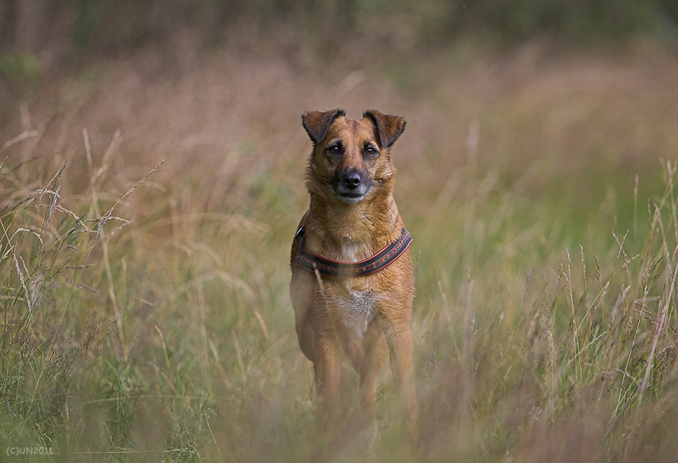 Mein Traumhund