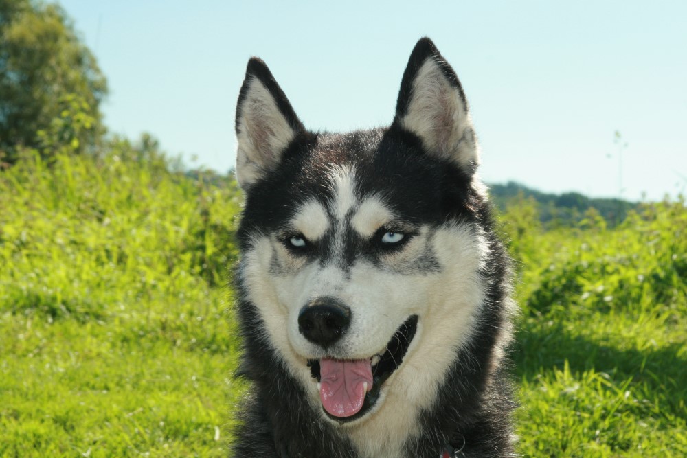 Mein Traumhund