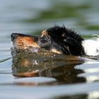 Mein Traumhund Fenya