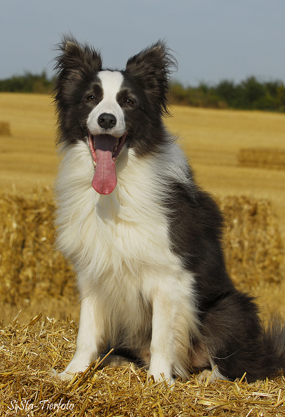 Mein Traumhund - Gordon