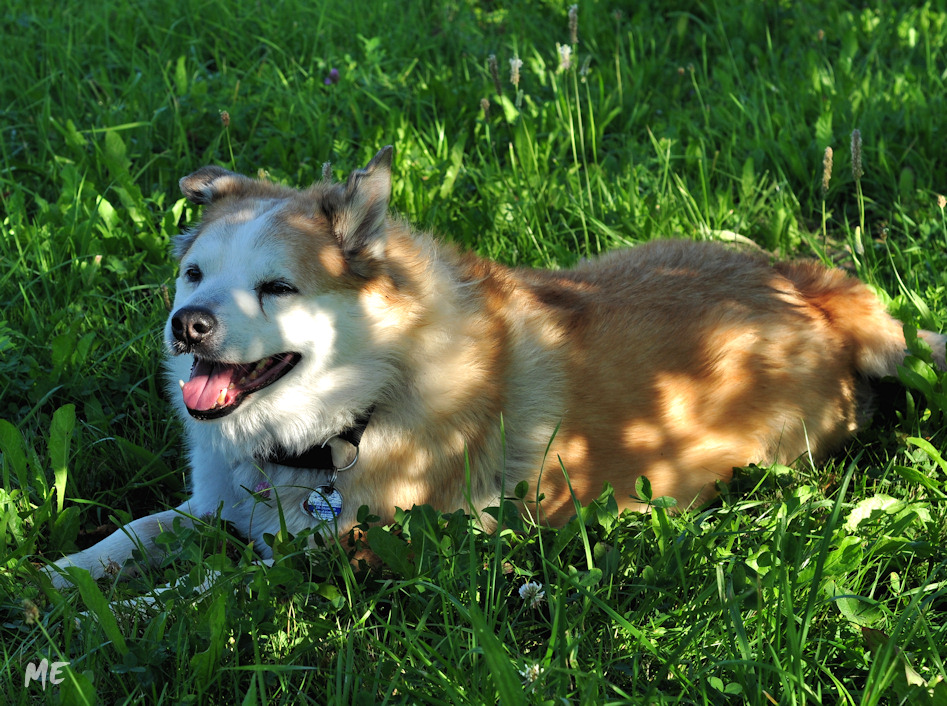 Mein treuer Freund und Begleiter seit nunmehr 14 Jahren. Happy birthday "Peli"