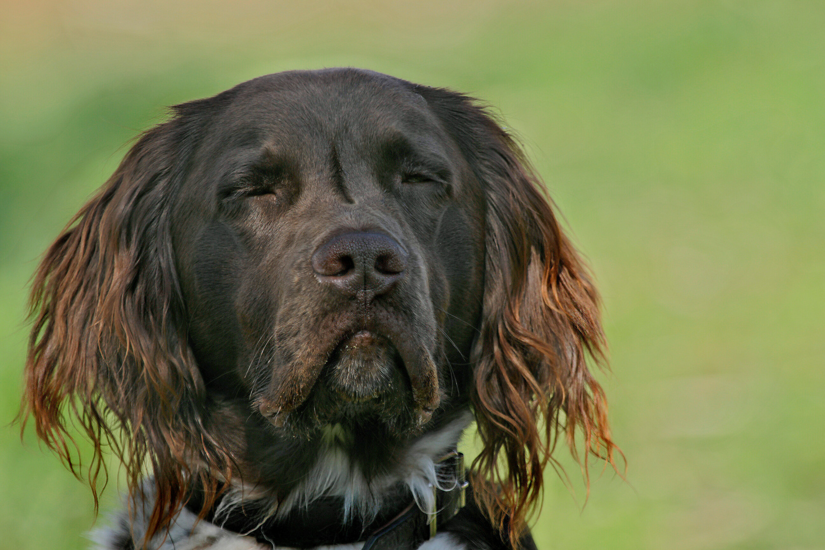 Mein treuer Freund und Happy Jagdhund Paul.