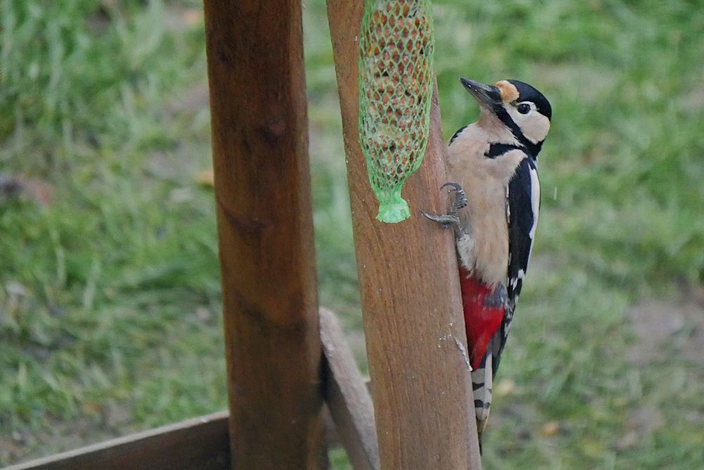 mein treuer Vogelfreund....