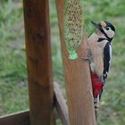 mein treuer Vogelfreund....