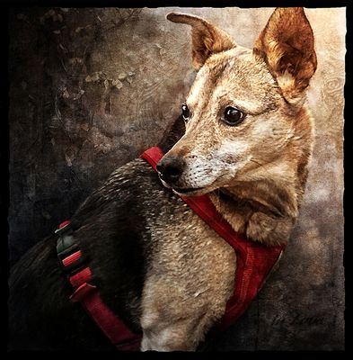 Mein treuer Wegbegleiter