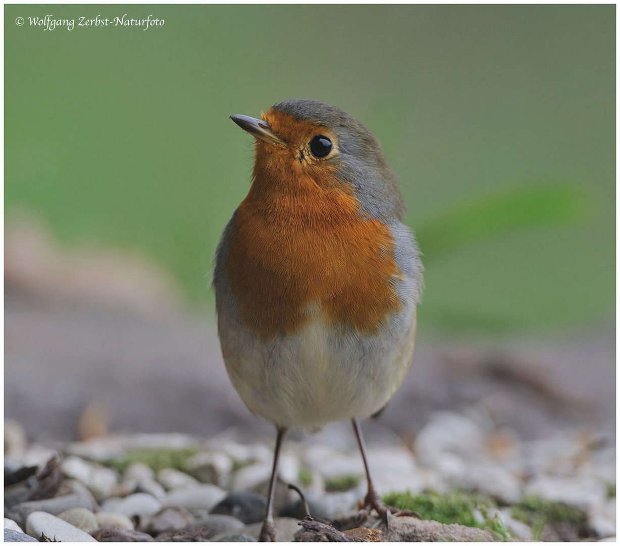 - Mein treues Rotkehlchen --- (Erithacus rubecula )