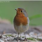 - Mein treues Rotkehlchen --- (Erithacus rubecula )