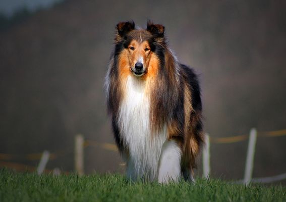 Mein treuster Begleiter...