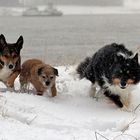 Mein Trio im Schnee