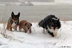 Mein Trio im Schnee