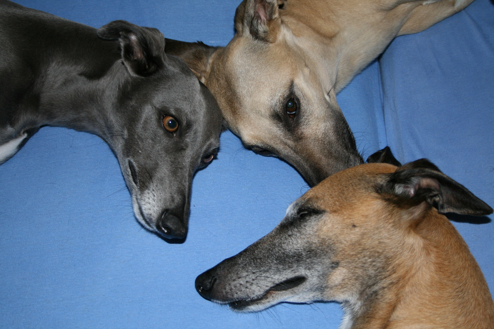 Mein Trio (meine Whippets) beim Chillen