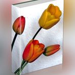 Mein "Tulpenbuch"