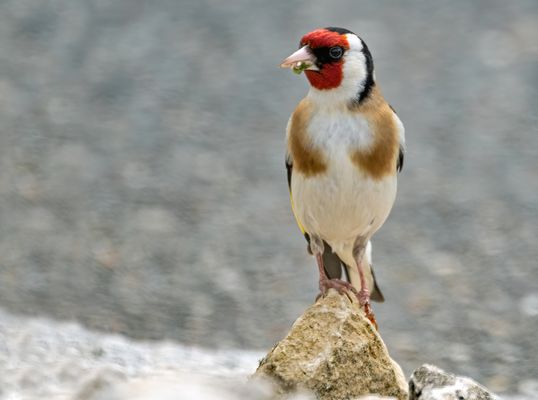"Mein Überraschungs-Stieglitz"