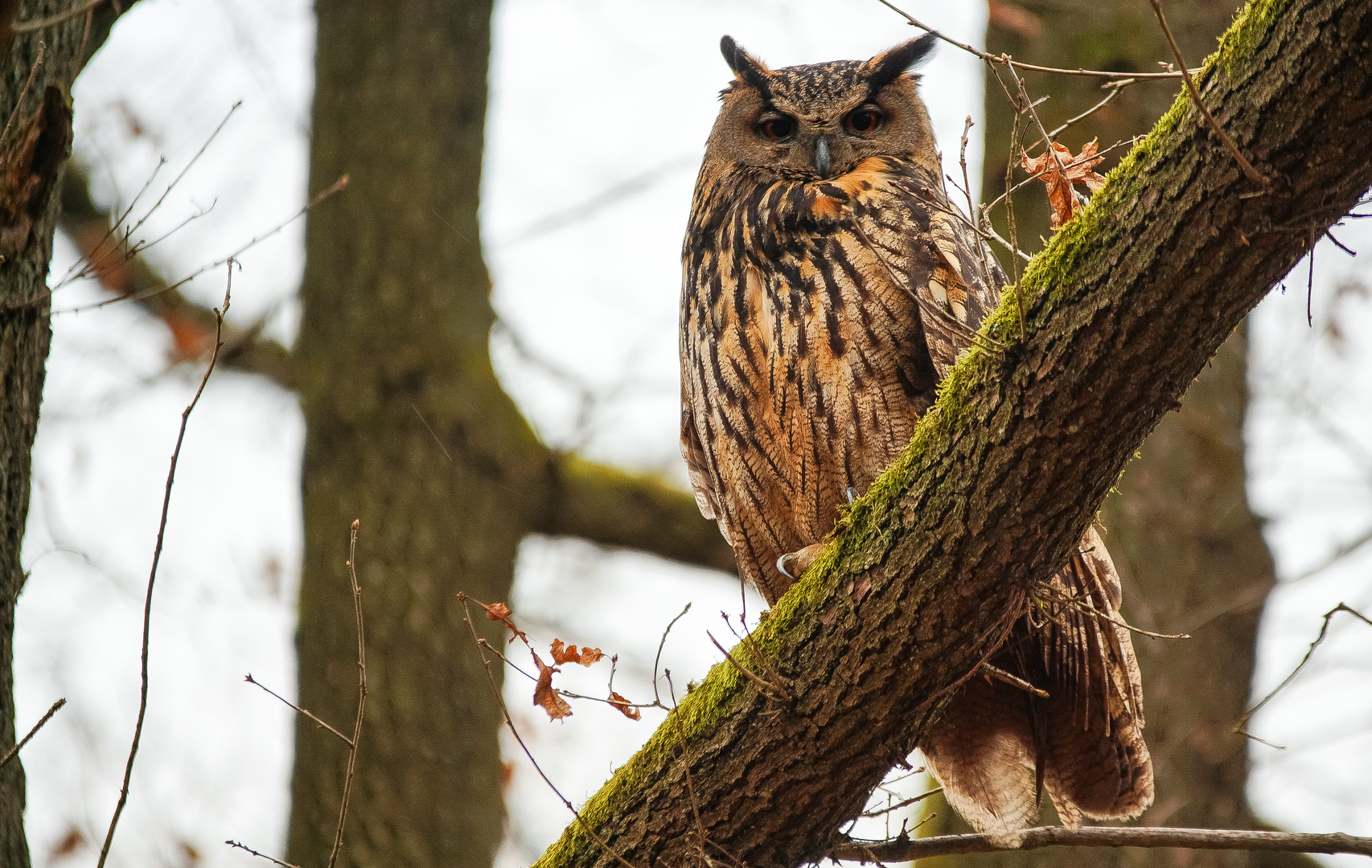 Mein Uhu (Bubo bubo)