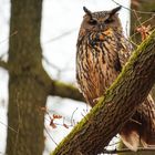 Mein Uhu (Bubo bubo)