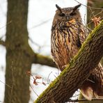 Mein Uhu (Bubo bubo)