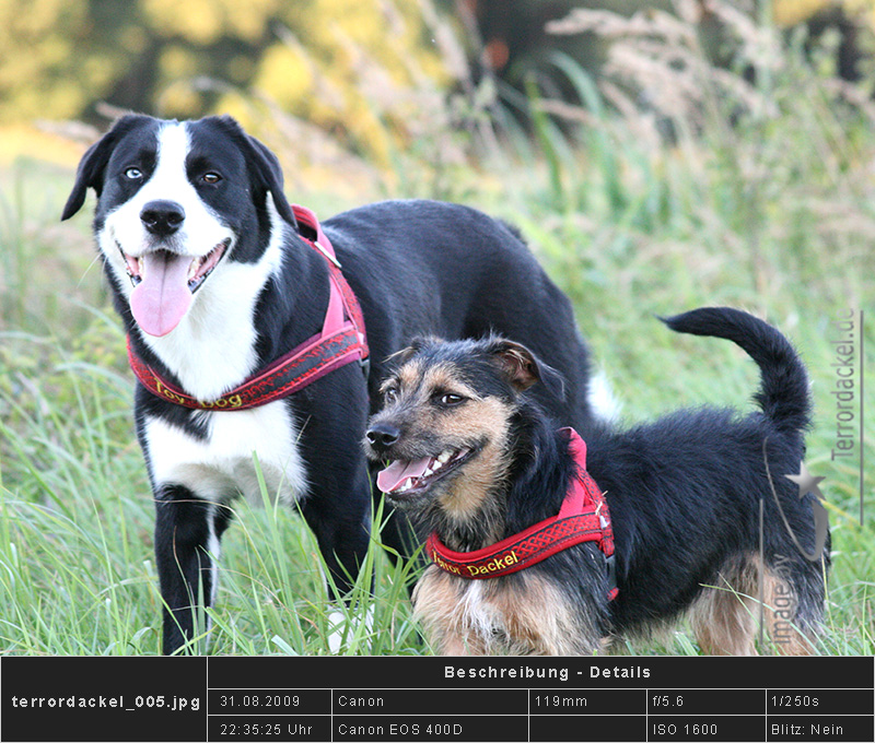 Mein unschlagbares Team Lucky & Josie