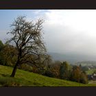 mein ( unser ) Birnenbaum, im Oktober 2007