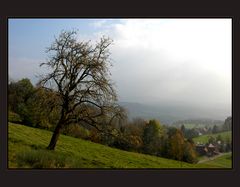 mein ( unser ) Birnenbaum, im Oktober 2007