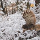 Mein Untermieter/in  ein Waldkauz ( Beim Holzfällen entstanden)