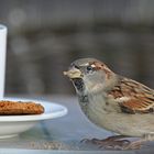 Mein Urteil, sehr knusprig.....