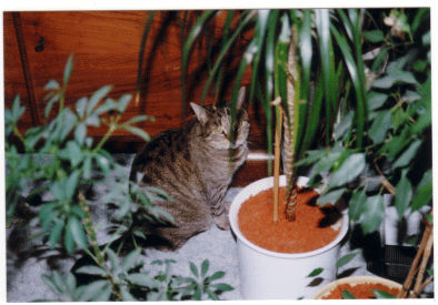 mein Urwald
