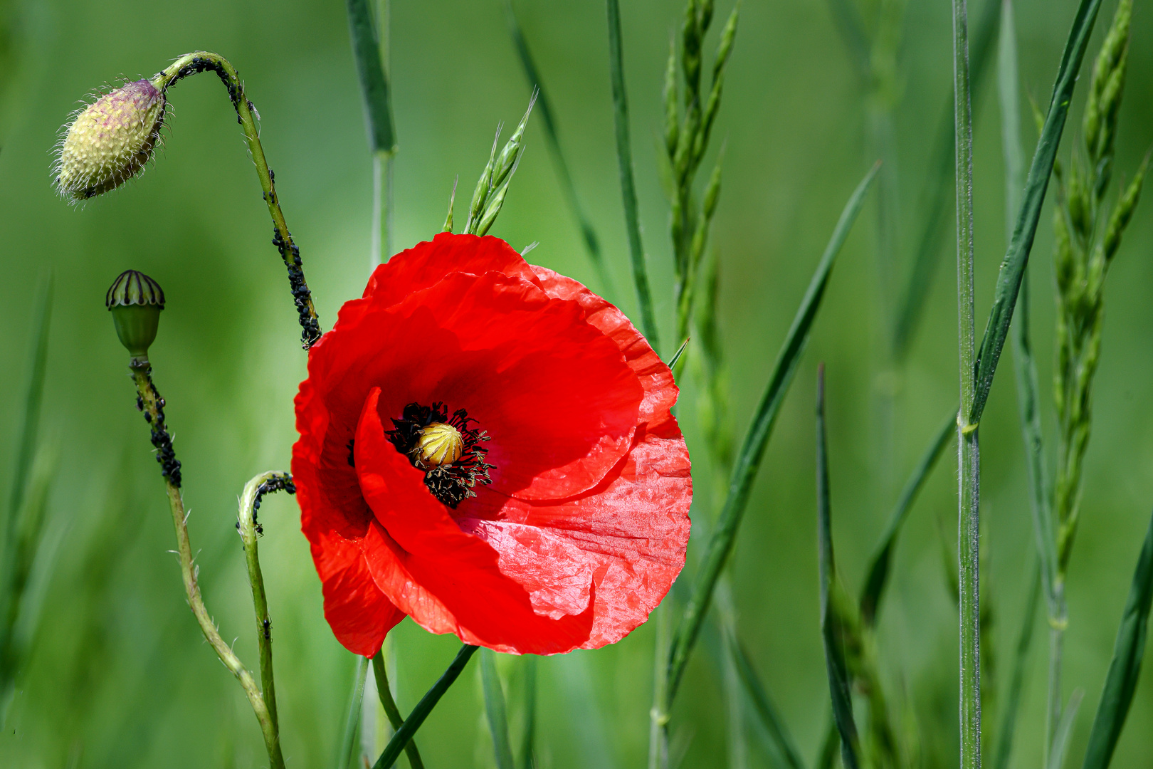 Mein verlaustes Mittwochsblümchen