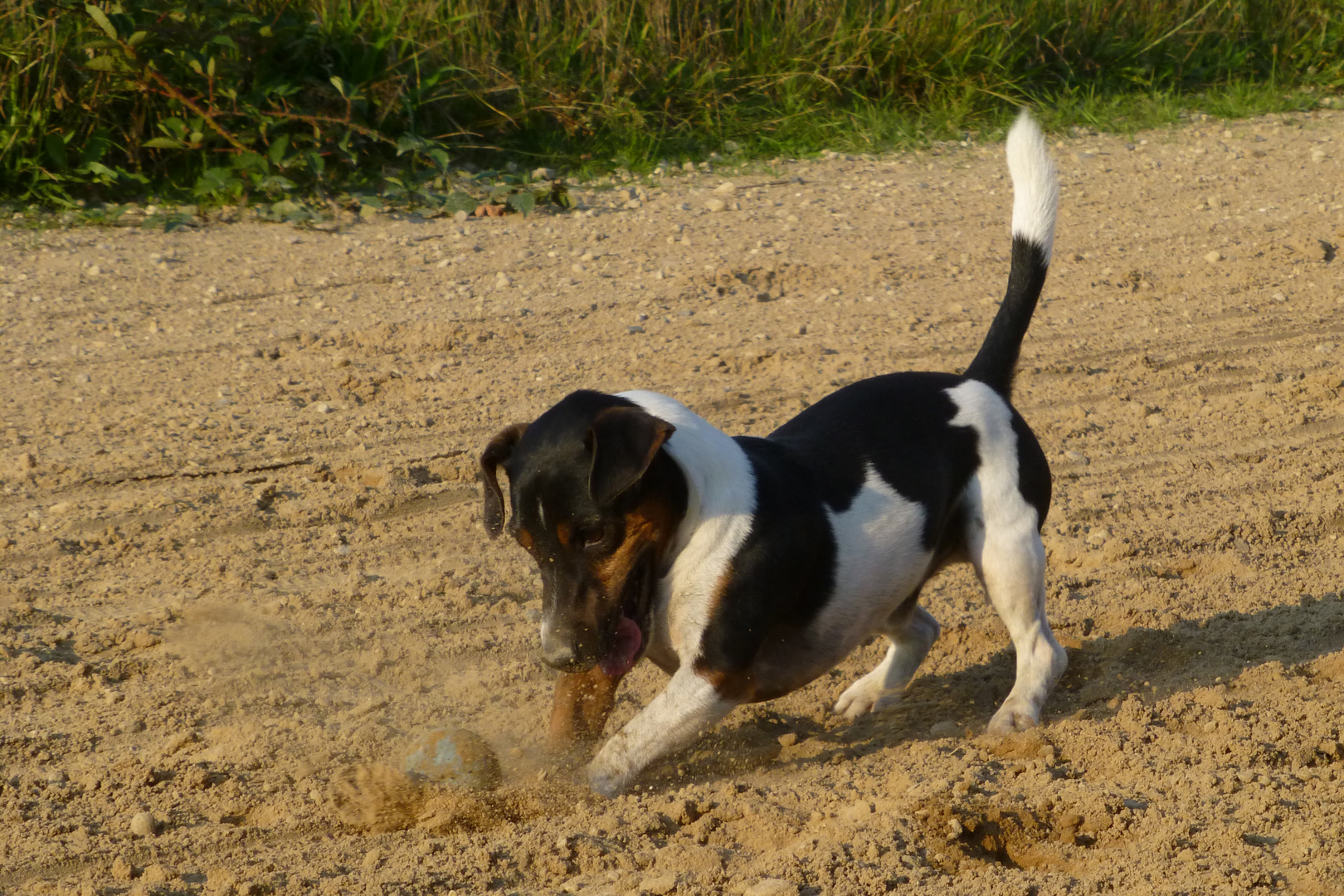 Mein verrückter Jack Russel Foto & Bild tiere, haustiere, hunde