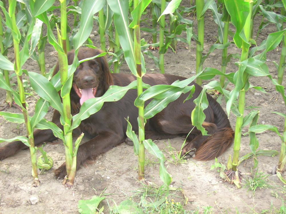 Mein Versteck im Mais