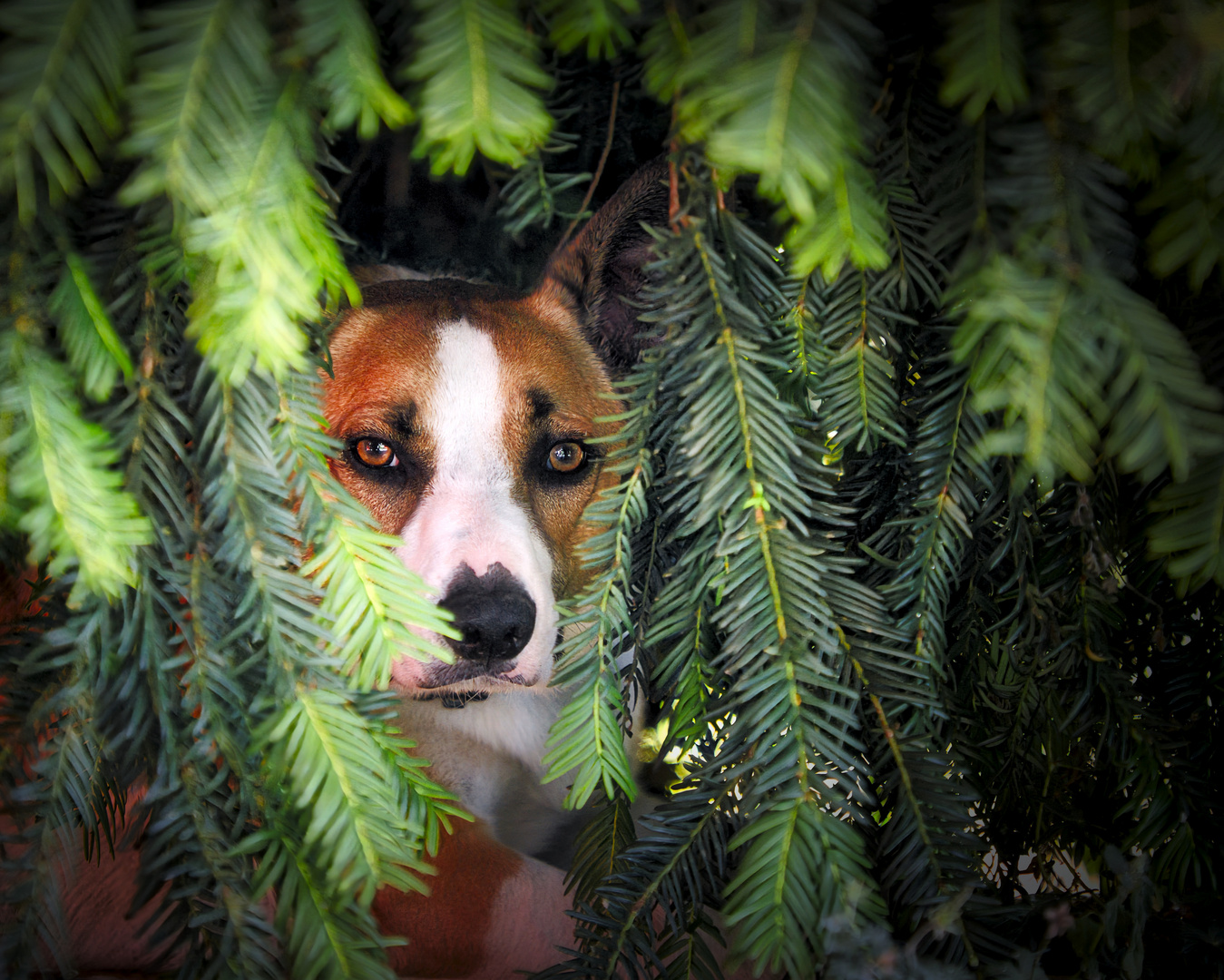 Mein Versteck in der Hecke