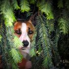 Mein Versteck in der Hecke