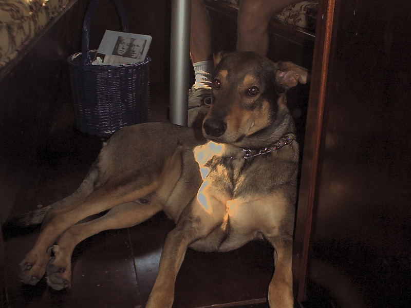 Mein verstorbener Freund Chris Foto &amp; Bild tiere, tierfreundschaften