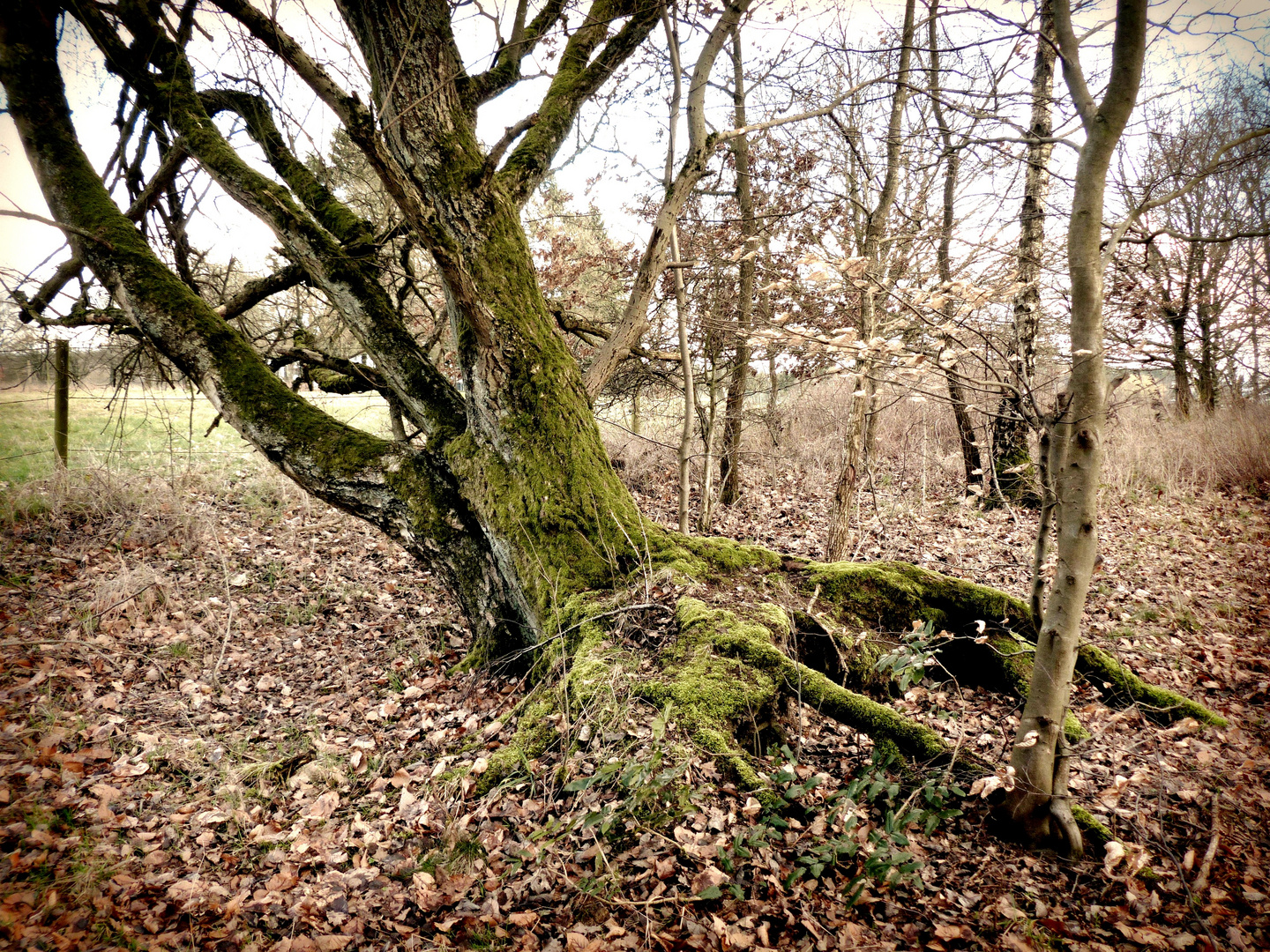 Mein verwunschener Baum