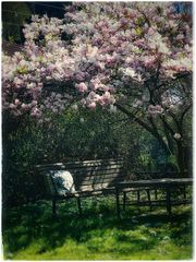 mein verwunschener garten 20
