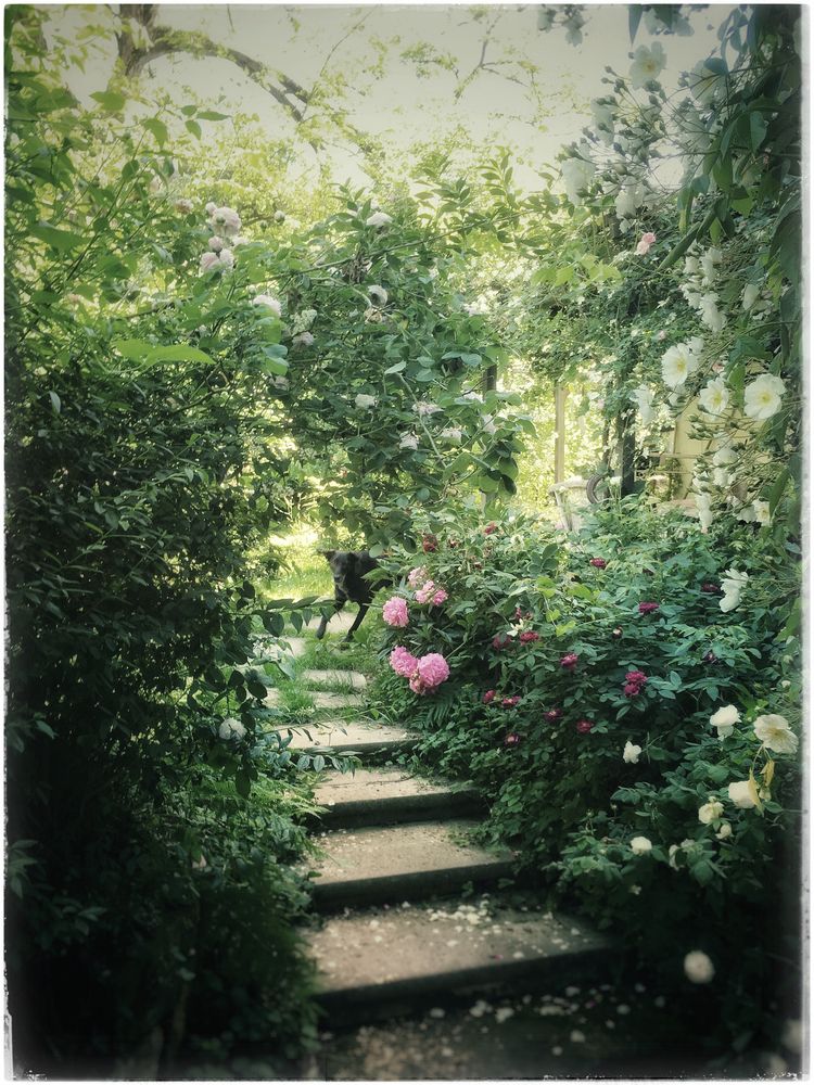 mein verwunschener garten 3 Foto & Bild spezial, natur, landschaft