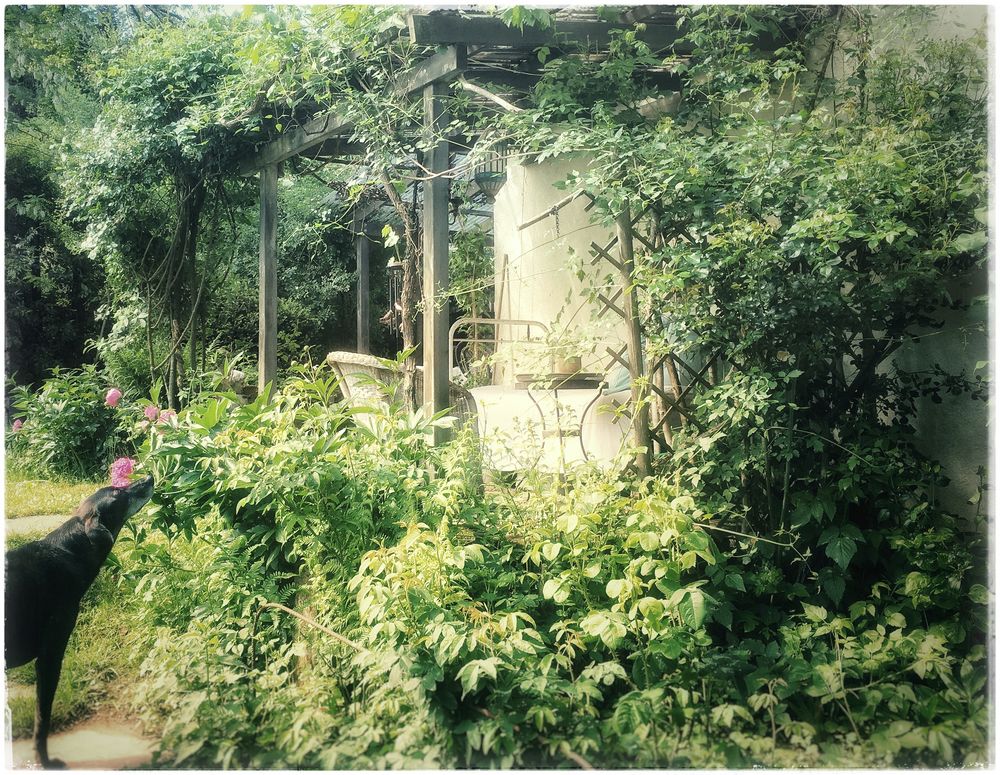 mein verwunschener garten 5 Foto & Bild landschaft, garten