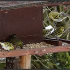 Mein viel besuchtes Vogelhaus