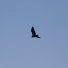 Mein vierter Seeadler auf Usedom IV
